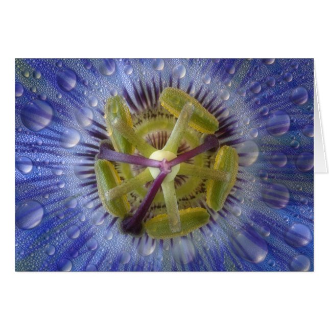 Närbild på passionblomma med dagg. Kredit: Don Hälsningskort (Framsidan Horizontal)