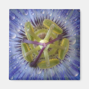 Närbild på passionblomma med dagg. Kredit: Don Magnet