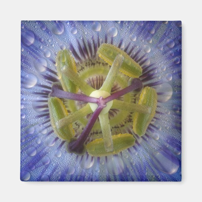 Närbild på passionblomma med dagg. Kredit: Don Magnet (Framsidan)