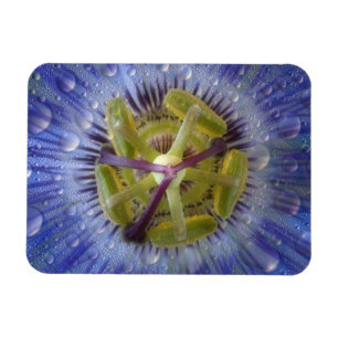 Närbild på passionblomma med dagg. Kredit: Don Magnet