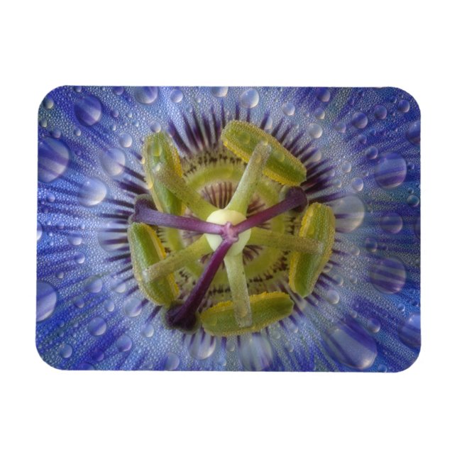Närbild på passionblomma med dagg. Kredit: Don Magnet (Horisontell)