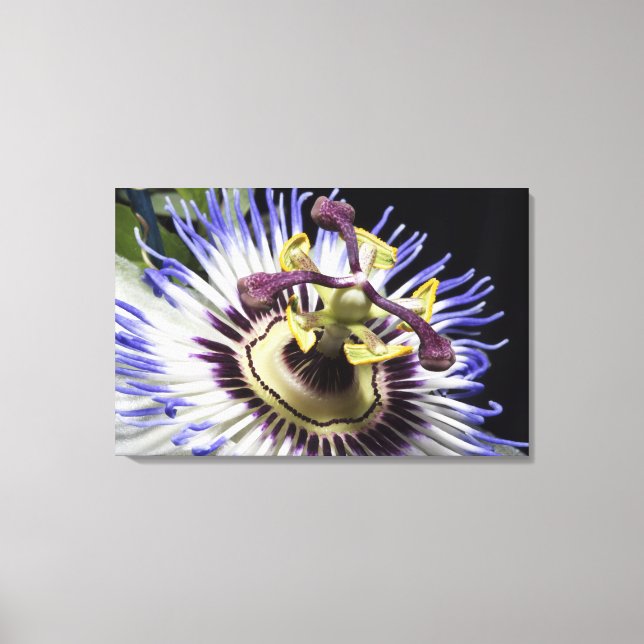 Närbild på passionsblomma (MR) Canvastryck (Framsida)
