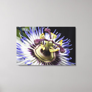 Närbild på passionsblomma (MR) Canvastryck