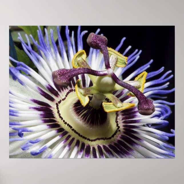 Närbild på passionsblomma (MR) Poster (Framsidan)