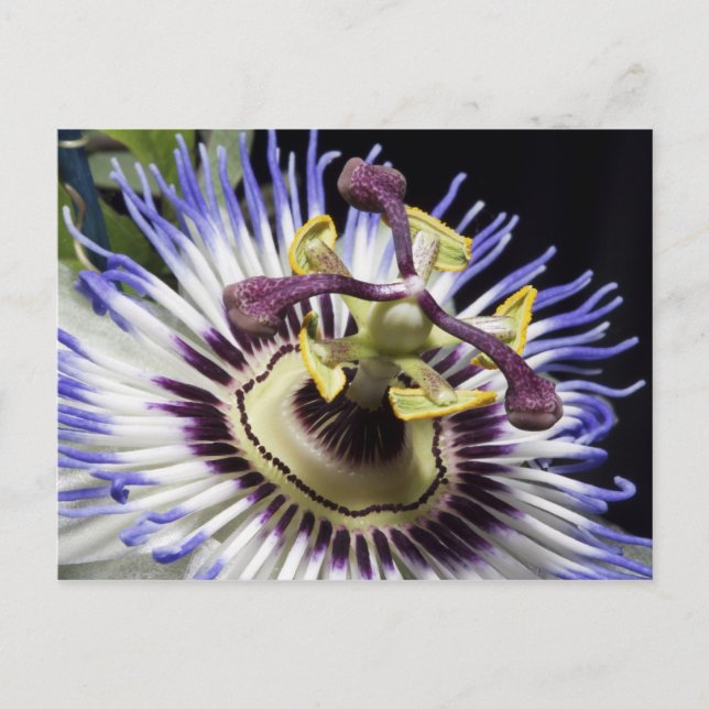 Närbild på passionsblomma (MR) Vykort (Framsida)