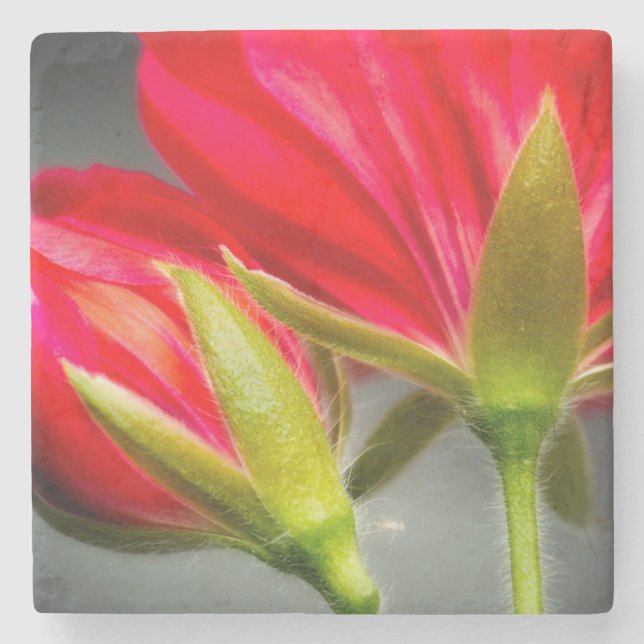 Närbild på pelargonium bakifrån underlägg sten (Framsidan)