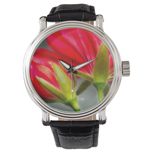 Närbild på pelargonium från baksidan av blomman armbandsur (Framsida)