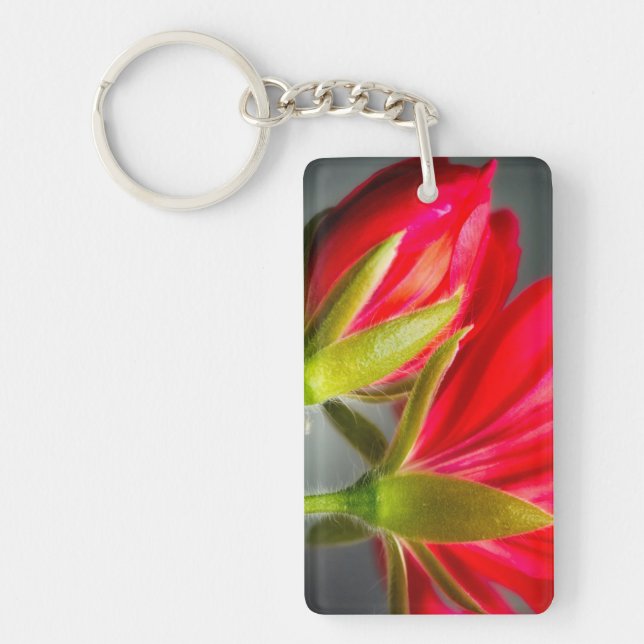 Närbild på pelargonium sett från baksidan av blomm (Framsidan)