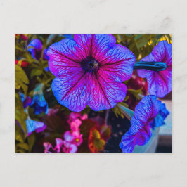 Närbild på Petunia | Trädstaden Vykort