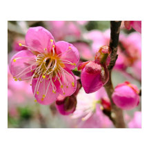 Närbild på plommonblomster