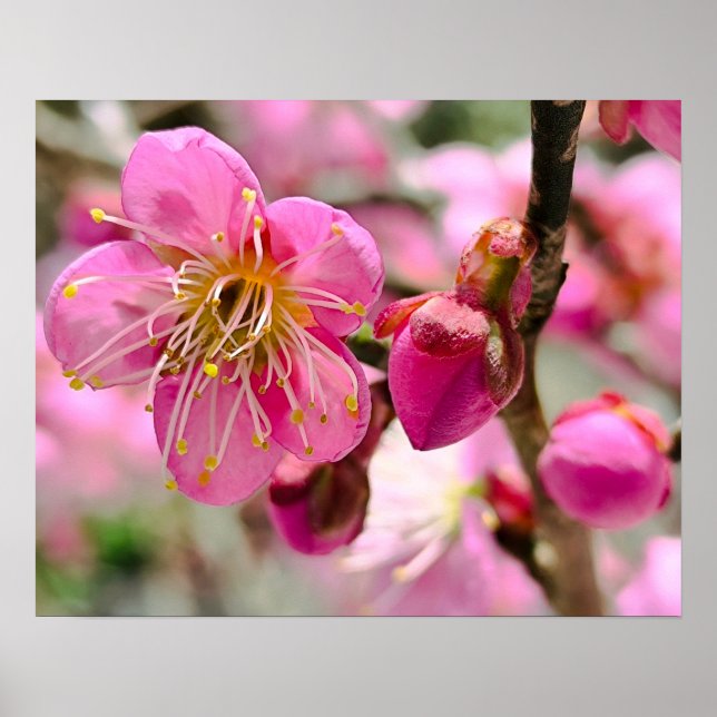 Närbild på plommonblomster poster (Framsidan)