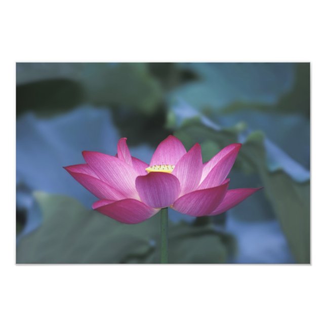 Närbild på röd lotusblomma och gröna blad, fototryck (Framsidan)