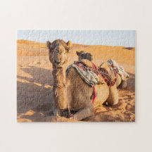 Närbild på rolig kamel i Oman Wahiba öknen
