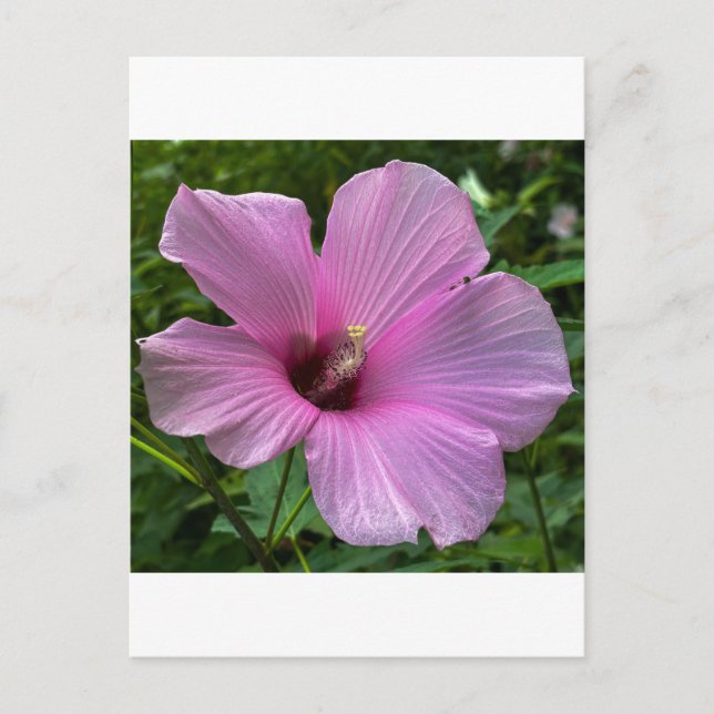 Närbild på rosa hibiskusblomma vykort (Framsida)