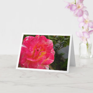 Närbild på rosa ros kort