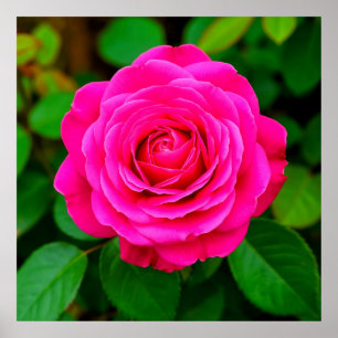 Närbild på rosa ros Romantiskt blommotiv Väggkonst