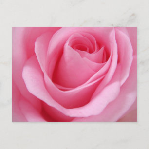 Närbild på rosa rosblomma vykort