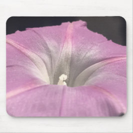 Närbild på rosa sidenpraktgloria musmatta