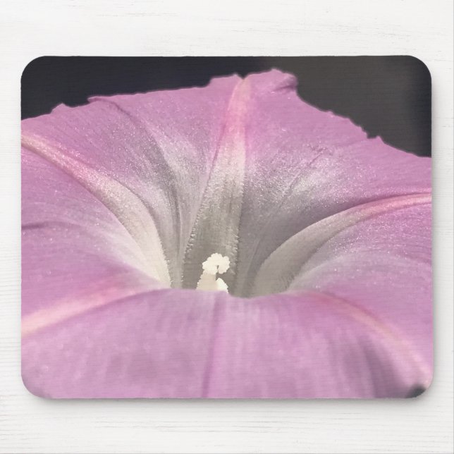 Närbild på rosa sidenpraktgloria musmatta (Framsidan)