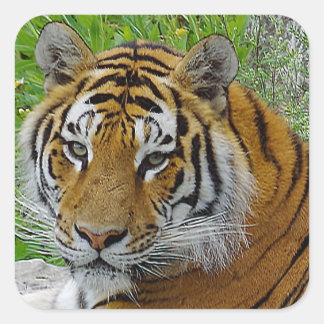 Närbild på sibirisk tiger ansikte fyrkantigt klistermärke