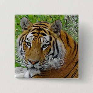 Närbild på sibirisk tiger ansikte knapp