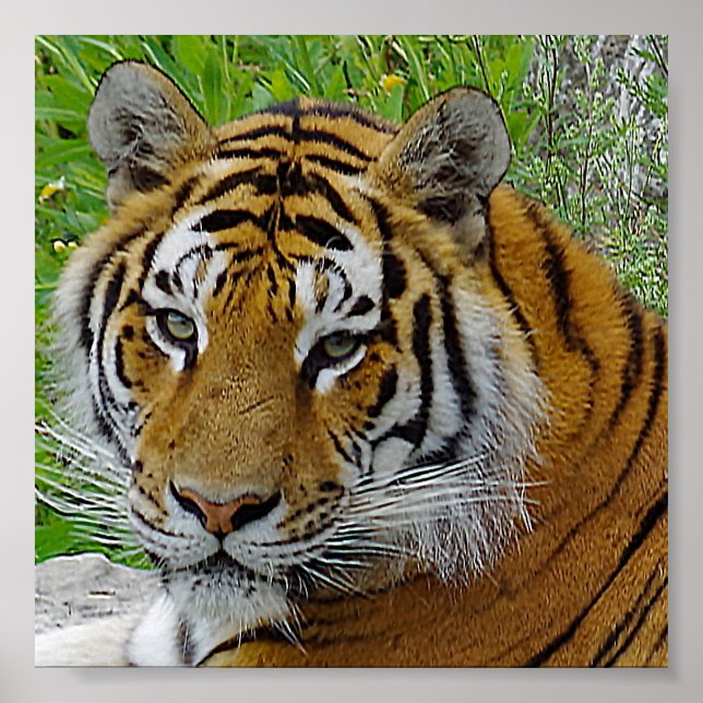 Närbild på sibirisk tiger ansikte poster (Framsidan)