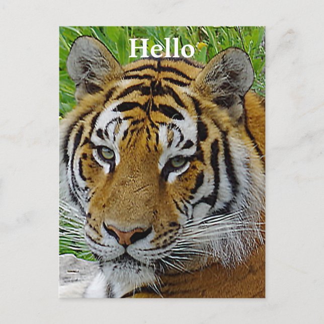 Närbild på sibirisk tiger ansikte vykort (Framsida)
