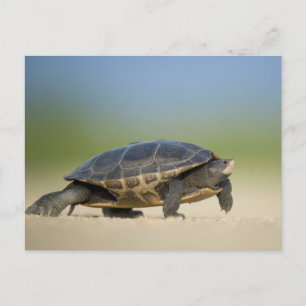 Närbild på sköldpadda / amfibie / reptil vykort