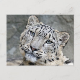Närbild på snöleopard ansikte vykort