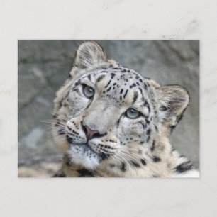 Närbild på snöleopard ansikte  vykort