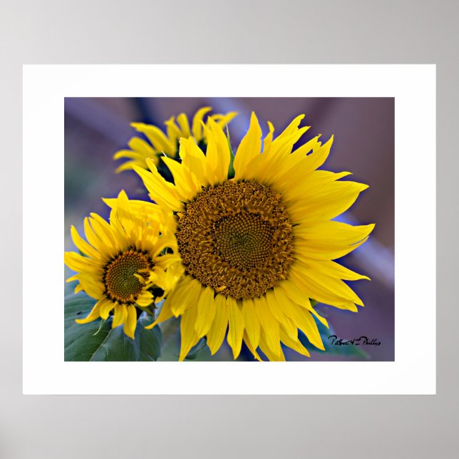 Närbild på solrosor i blomkluster poster (Framsidan)