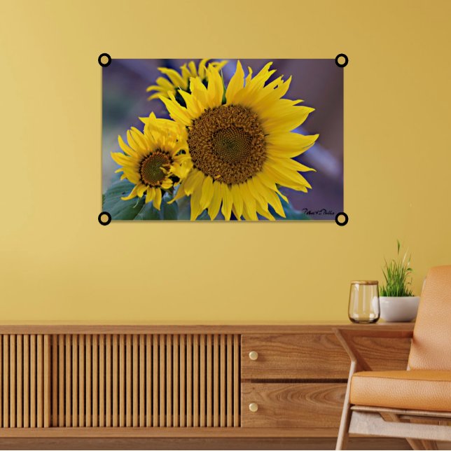 Närbild på solrosor i blomkluster poster (Sunflower photograph wall art print. )