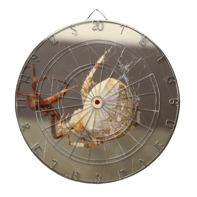 Närbild på spindel darttavla (Framsidan)