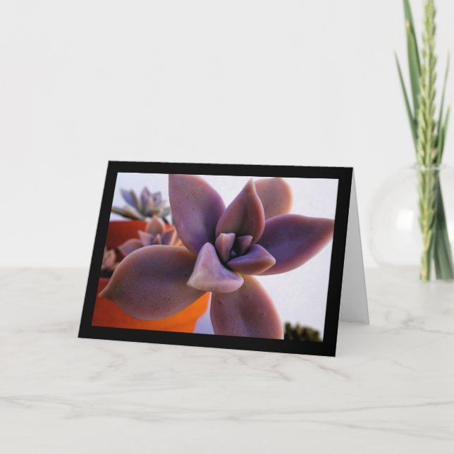 Närbild på suckulent Ghost-plant Kort (Framsida)