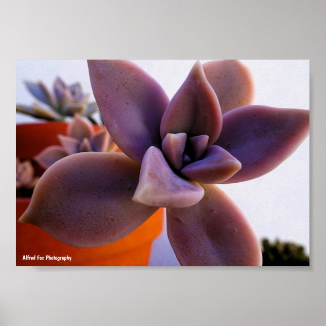 Närbild på suckulent Ghost-plant Poster (Framsidan)