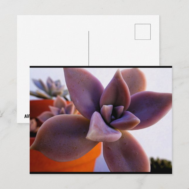 Närbild på suckulent Ghost-plant Vykort (Fram/baksida)