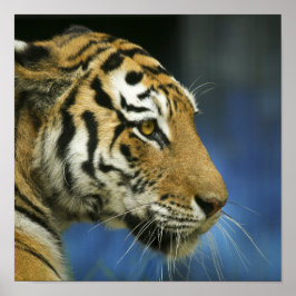 Närbild på tiger från sidan fotografi poster