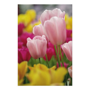 Närbild på tulpanblomma, Kuekenhof Gardens, Fototryck