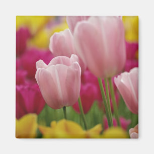 Närbild på tulpanblomma, Kuekenhof Gardens, Magnet