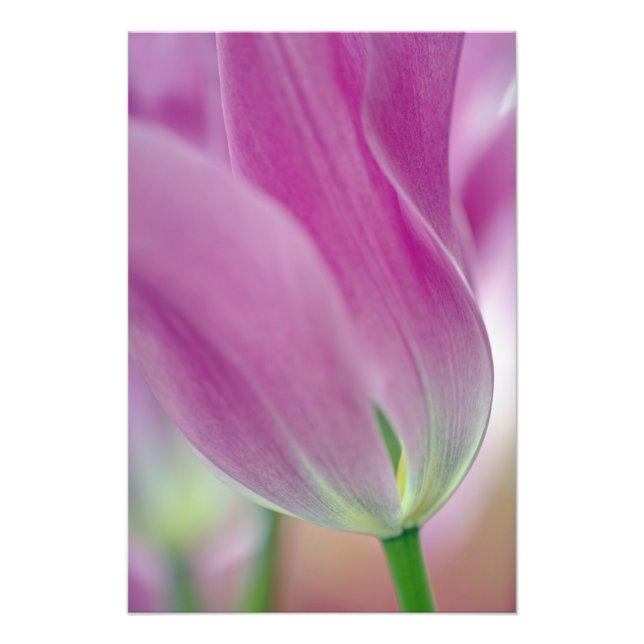 Närbild på undersidan av tulpanblomma, 2 fototryck (Framsidan)