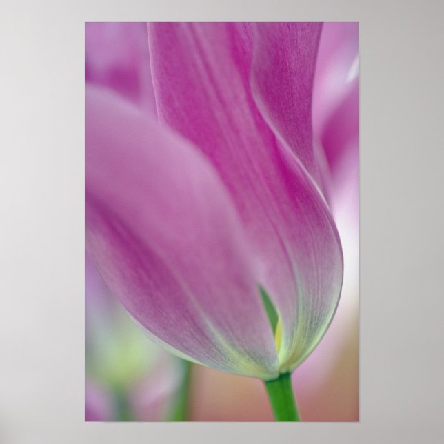 Närbild på undersidan av tulpanblomma, 2 poster (Framsidan)
