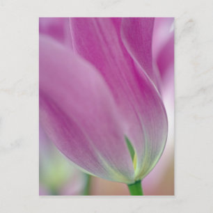 Närbild på undersidan av tulpanblomma, 2 vykort