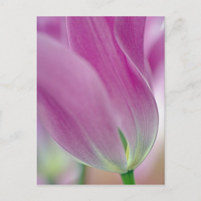 Närbild på undersidan av tulpanblomma, 2 vykort (Framsida)