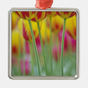 Närbild på undersidan av tulpanblomma, 3 julgransprydnad metall
