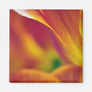 Närbild på undersidan av tulpanblomma, 4 magnet