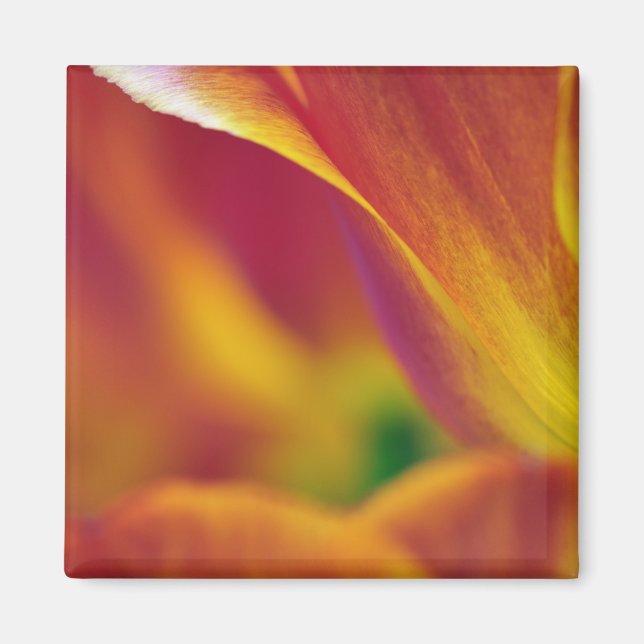 Närbild på undersidan av tulpanblomma, 4 magnet (Framsidan)