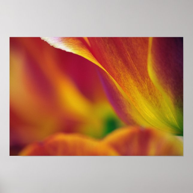 Närbild på undersidan av tulpanblomma, 4 poster (Framsidan)