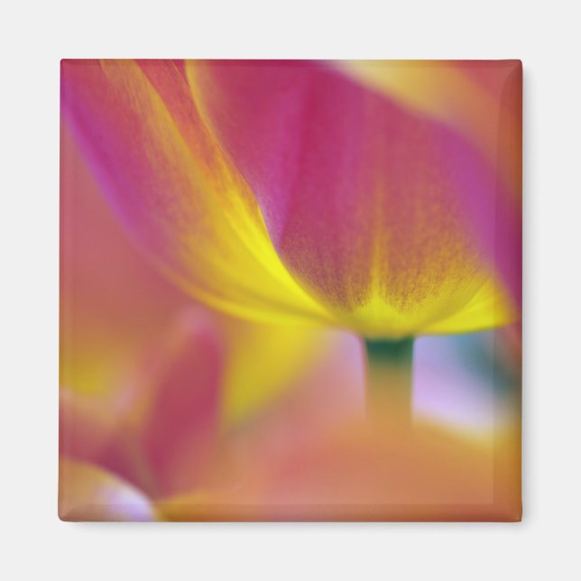 Närbild på undersidan av tulpanblomma, Kuekenhof 2 Magnet (Framsidan)