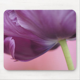 Närbild på undersidan av tulpanblomma, Kuekenhof Musmatta