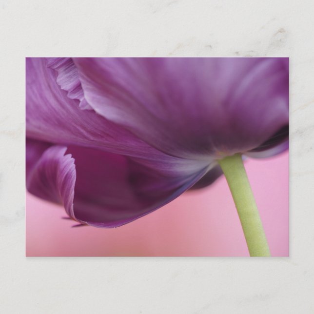Närbild på undersidan av tulpanblomma, Kuekenhof Vykort (Framsida)